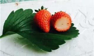 草莓几月份开花结果 草莓几月份成熟